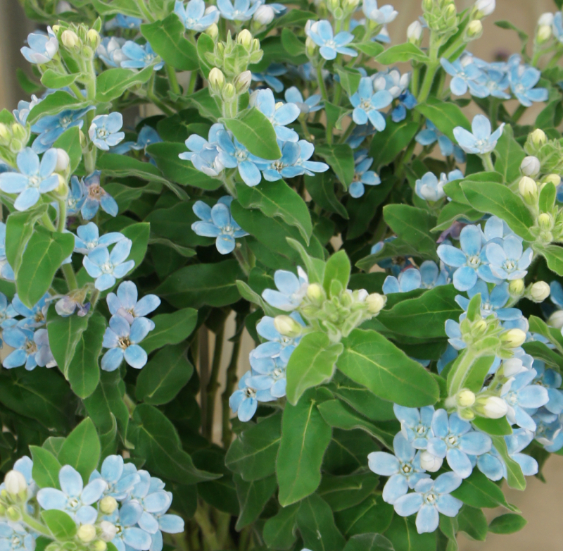 蓝星花　沙恩蓝