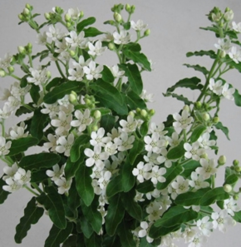 蓝星花　 大理石白