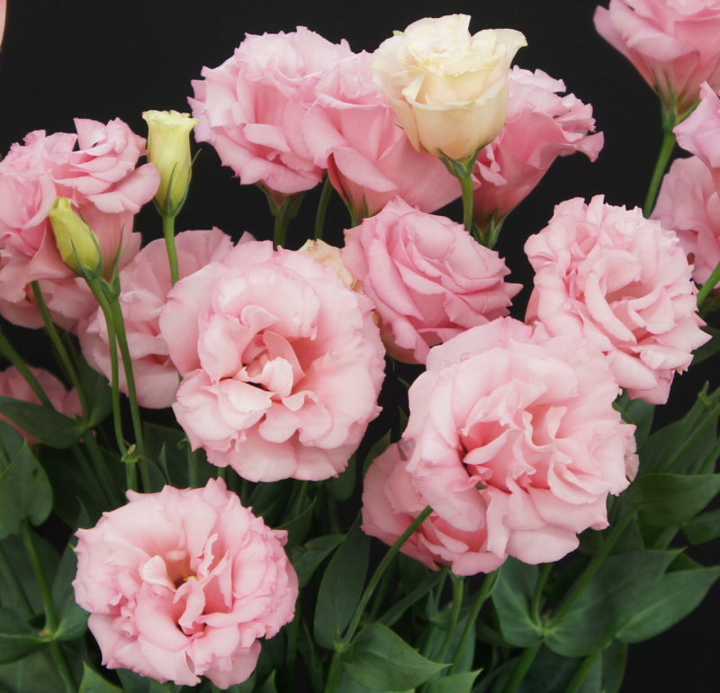 洋桔梗　蕾娜粉