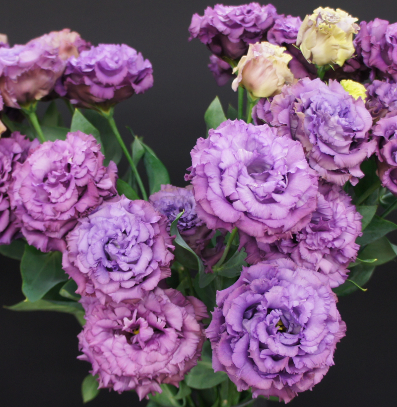 洋桔梗　金属蓝