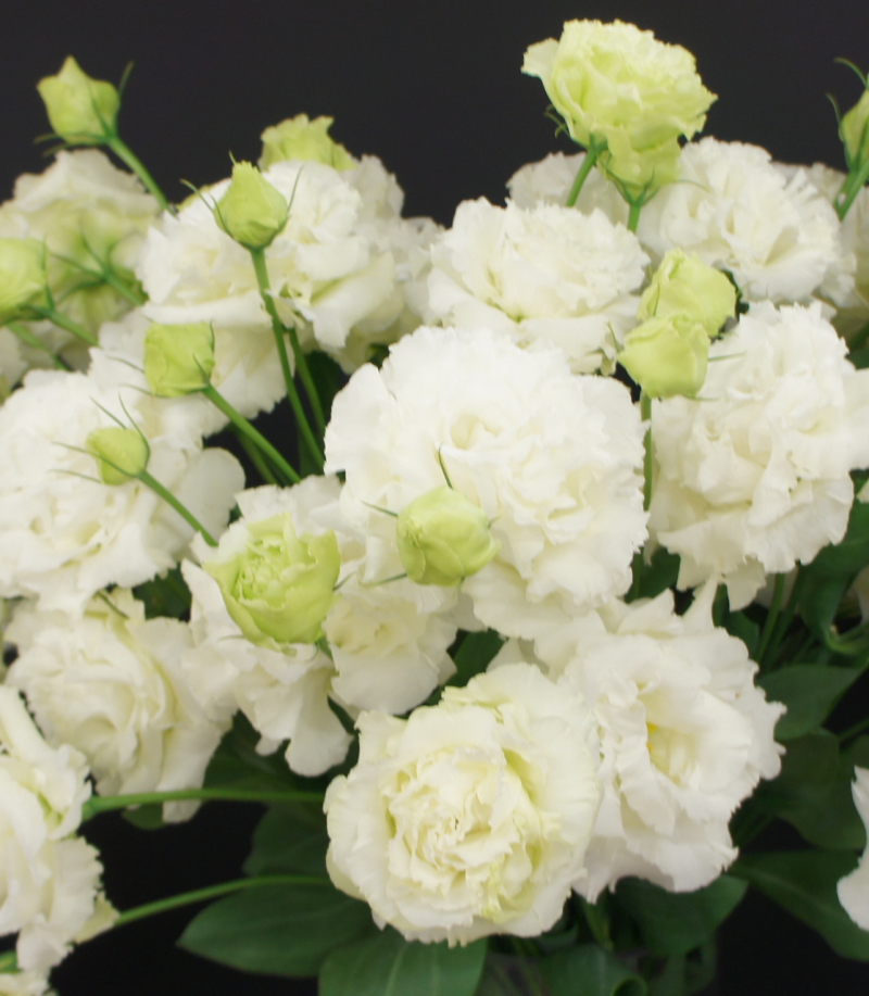 洋桔梗　愉快旅程白