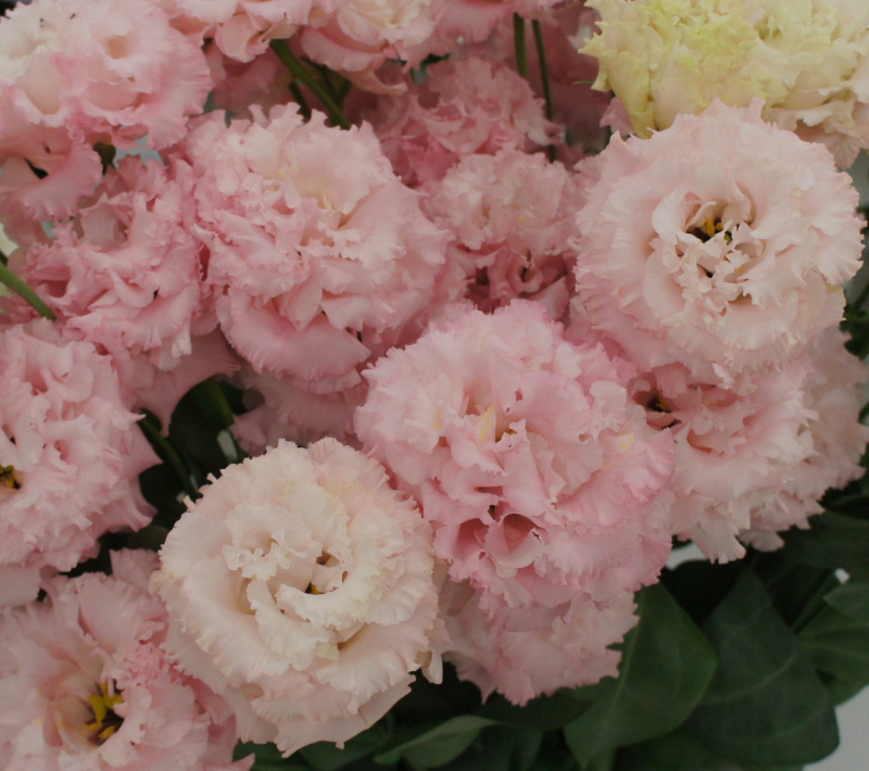 愉快旅程　旅程粉