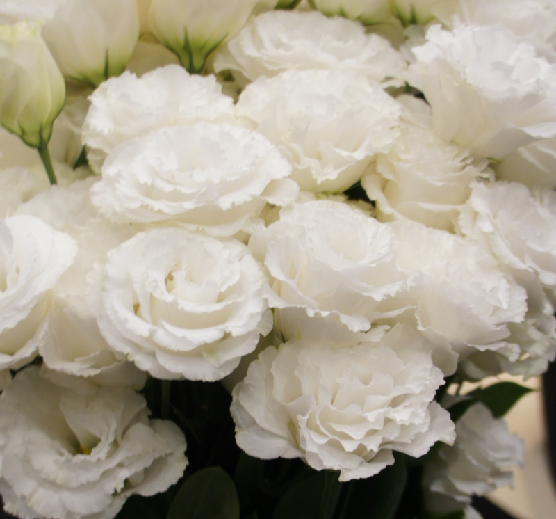 洋桔梗　幸福白