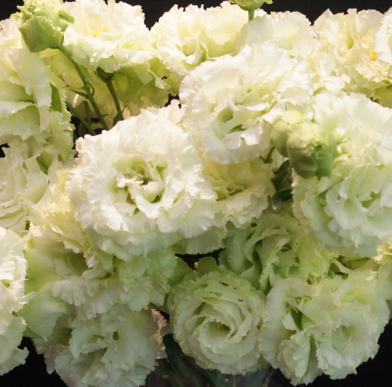 洋桔梗　胸花绿