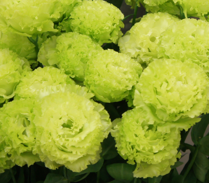 洋桔梗　琥珀双鸡尾酒