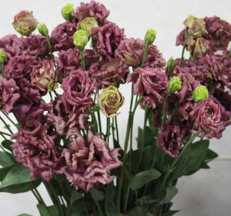 洋桔梗 琥珀双葡萄酒