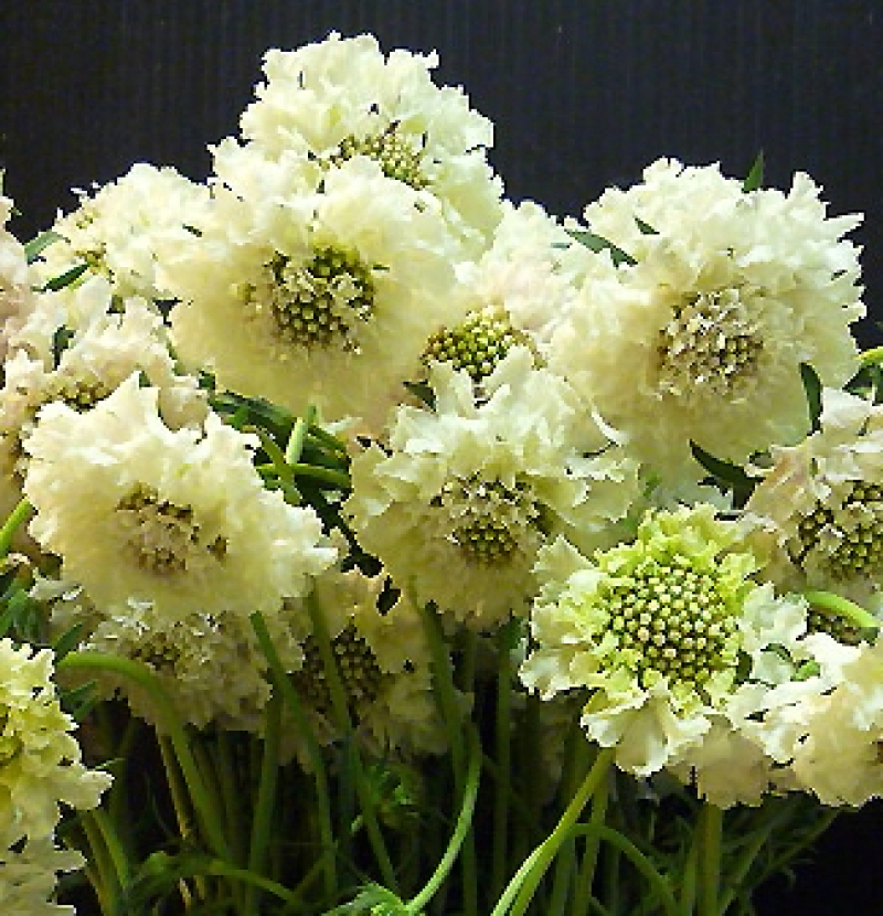 スカピオサ　テラホワイト