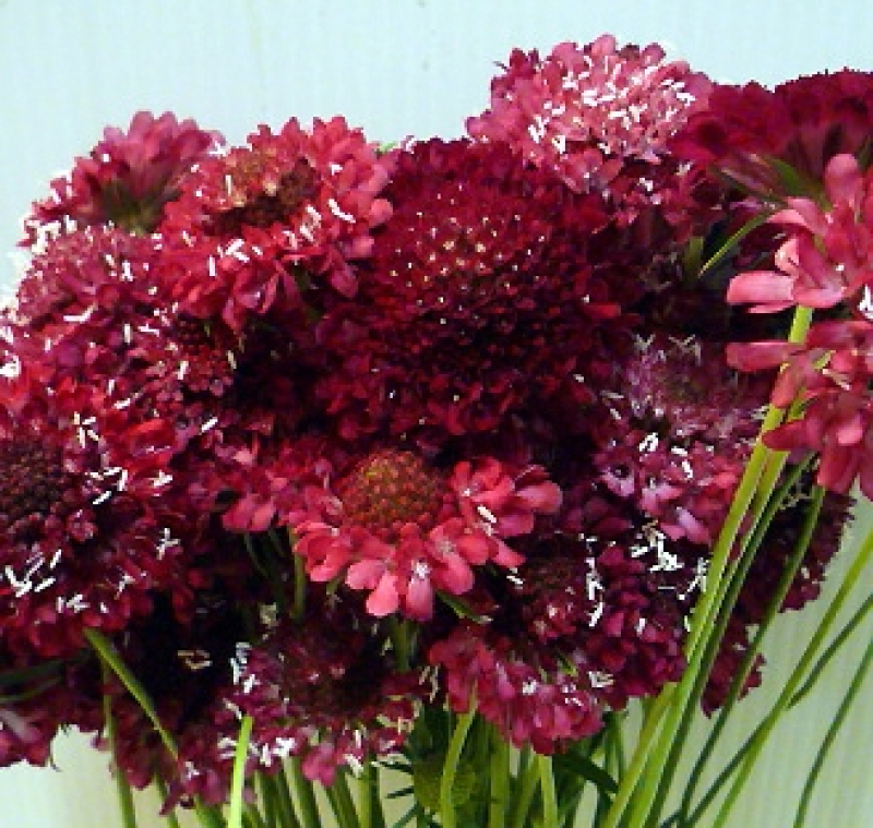 スカピオサ　スカーレット