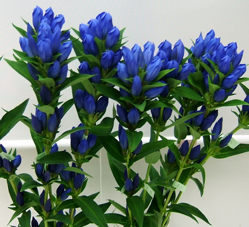 リンドウ　安代の秋