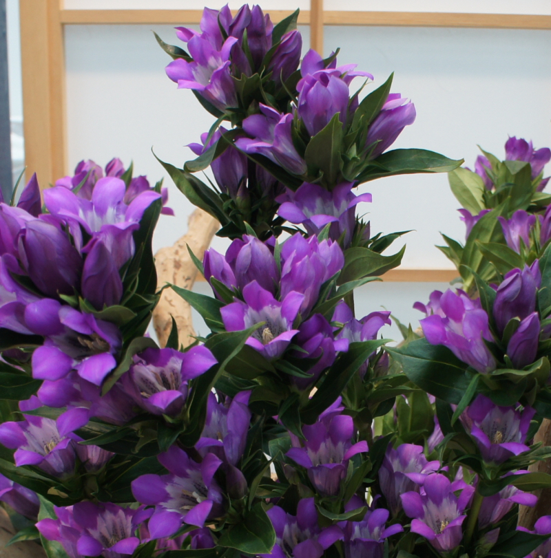 リンドウ　レッドラブセト