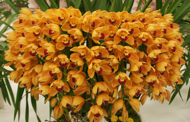 シンピジム　ハーフムーンバナナボード