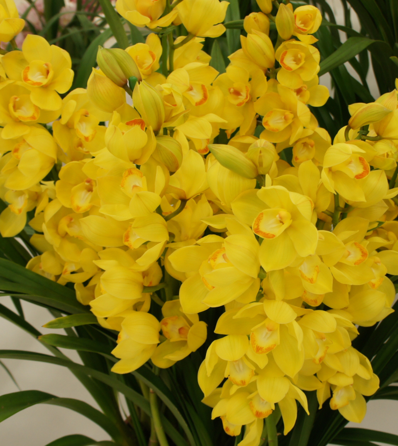 シンビジム　イエロークレイン