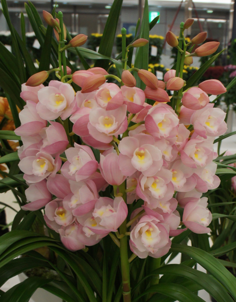 シンビジウム　春の恋