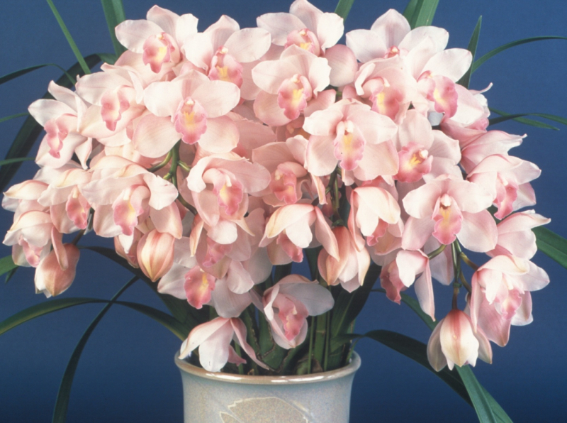 シンビジウム　メモリーズオブユー