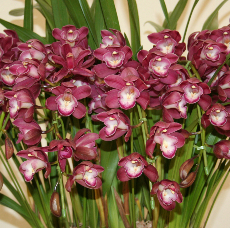 シンビジウム　フォイヤービレッジ