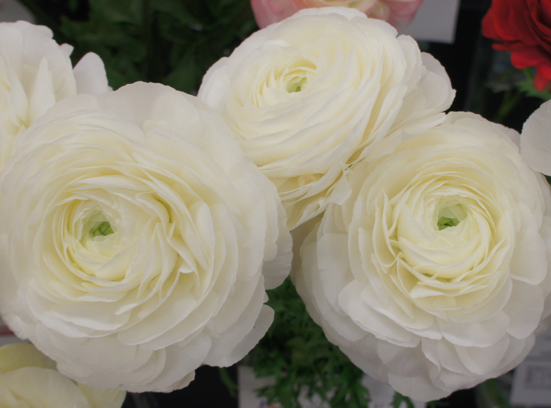 ラナンキュラス　煌（きらめき）