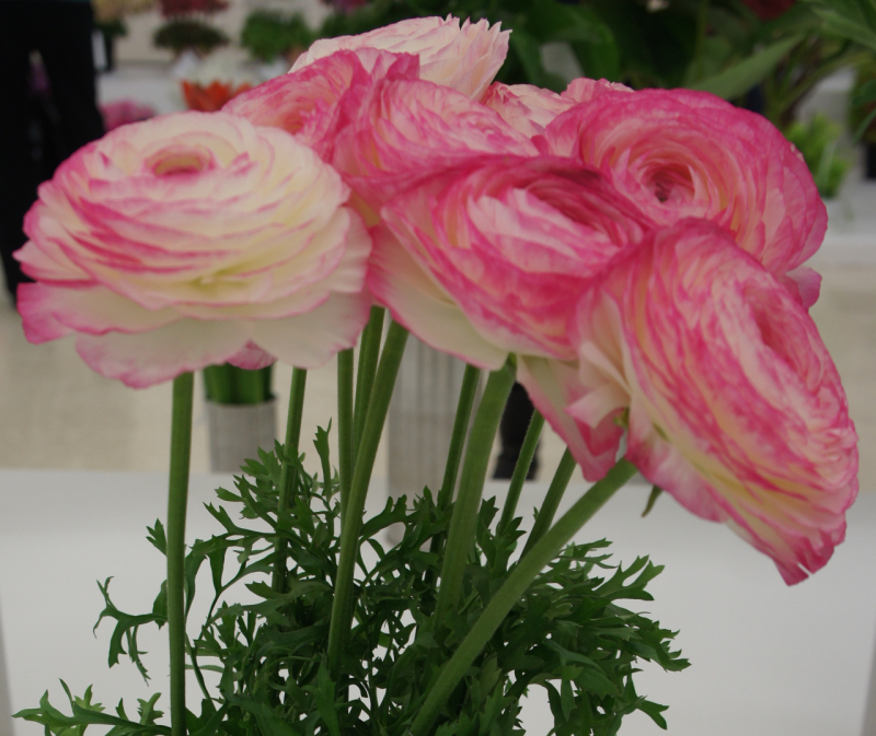 ラナンキュラス　湘南の虹