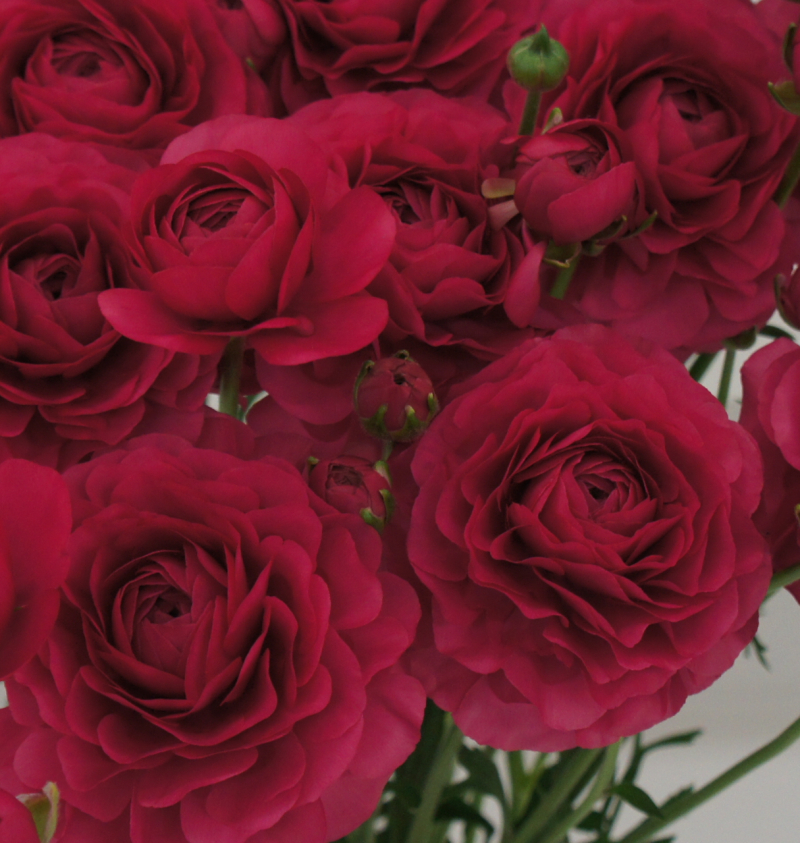 ラナンキュラス　ラミア