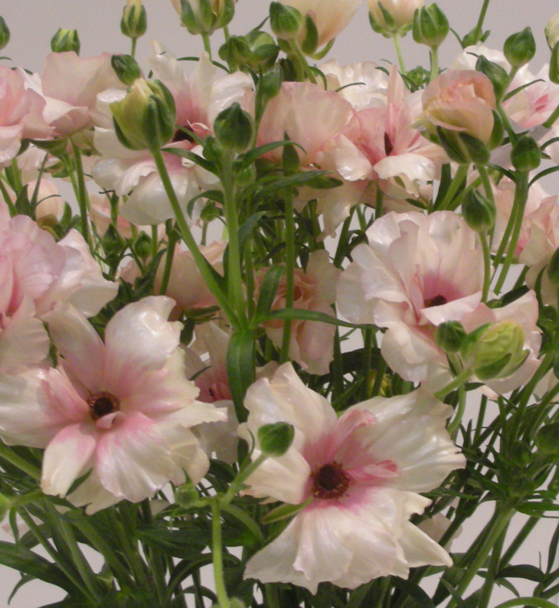 ラナンキュラス　ラックスアリアネド