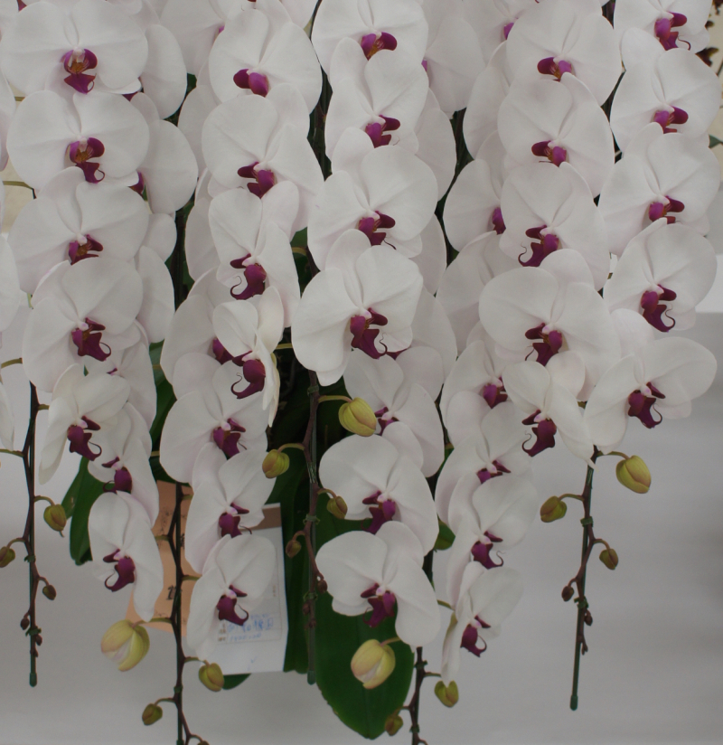 ファレノプシス　アマビリス