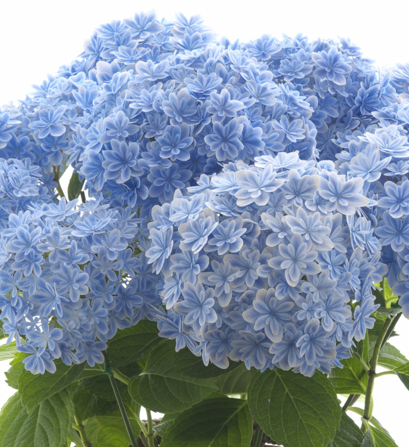 アジサイ　万華鏡