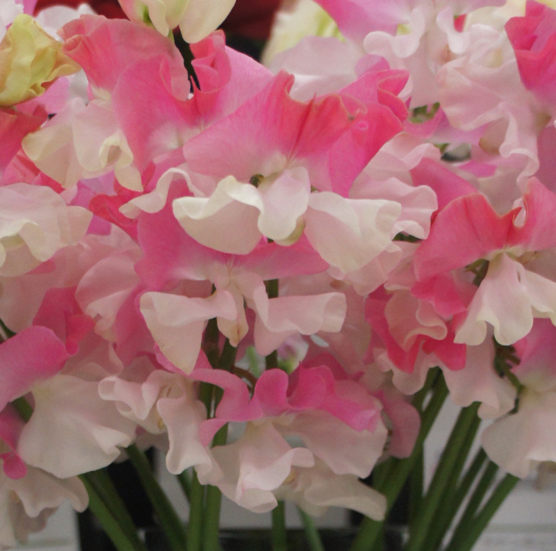 香豌豆　恋式部