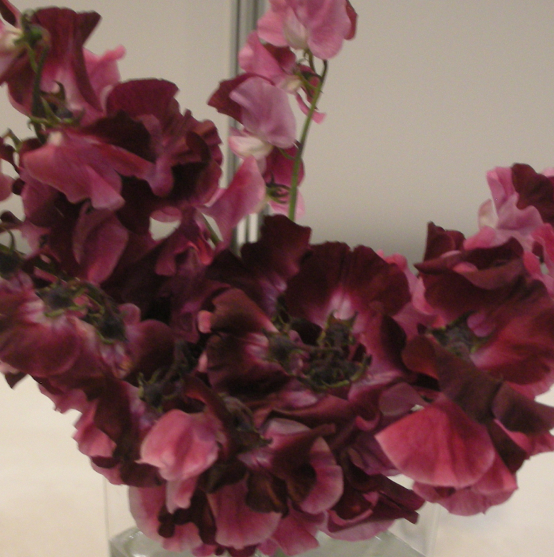 香豌豆　红式部